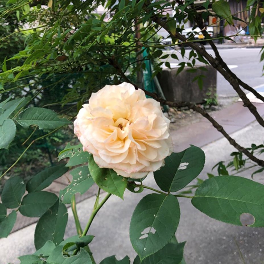 ばら