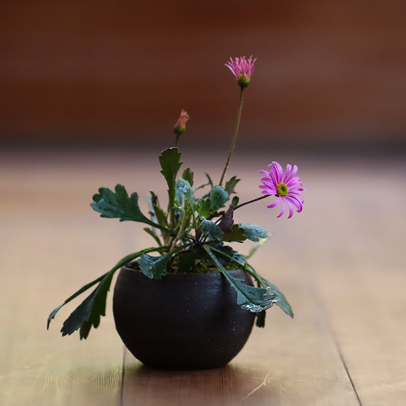 春の山野草 各種入荷 桃色花編 春の山野草 各種入荷 桃色花編