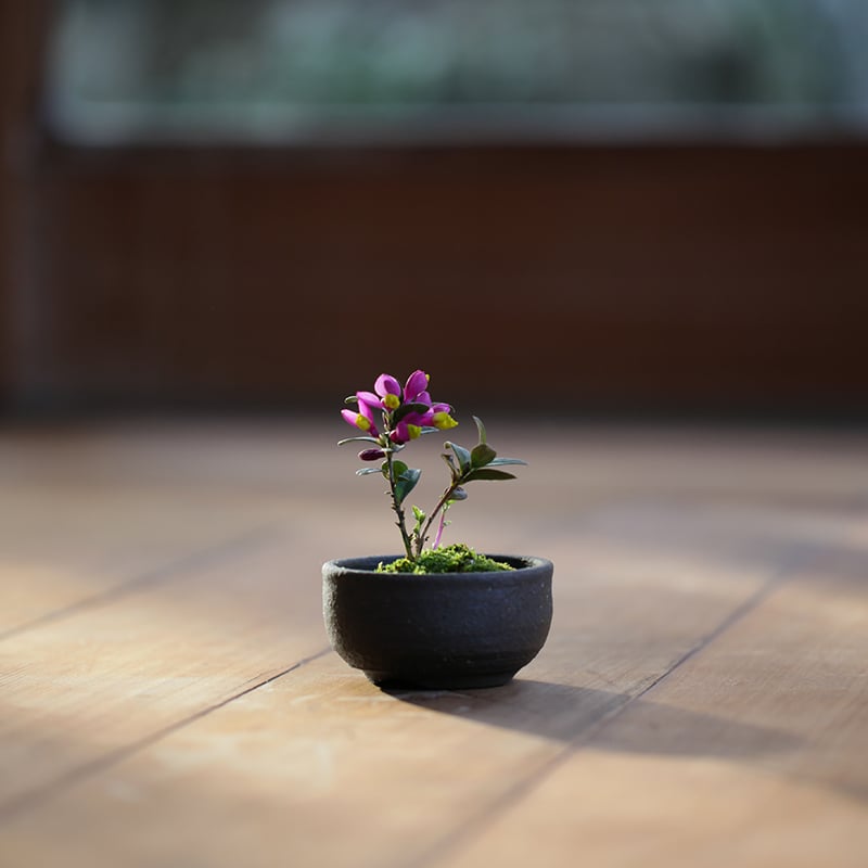 春の山野草 各種入荷 桃色花編 春の山野草 各種入荷 桃色花編