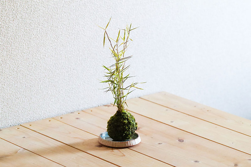 鉢皿にフォーカス！ 山野草をより美しく！