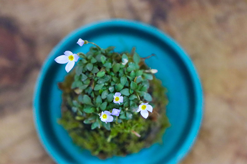 鉢皿にフォーカス！ 山野草をより美しく！