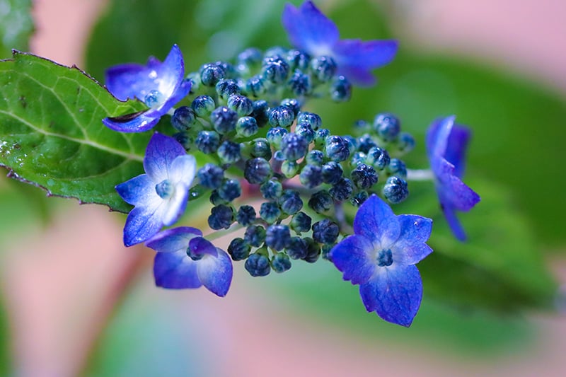 魅惑の山紫陽花と その花のディテールの美しさ 魅惑の山紫陽花と その花のディテールの美しさ