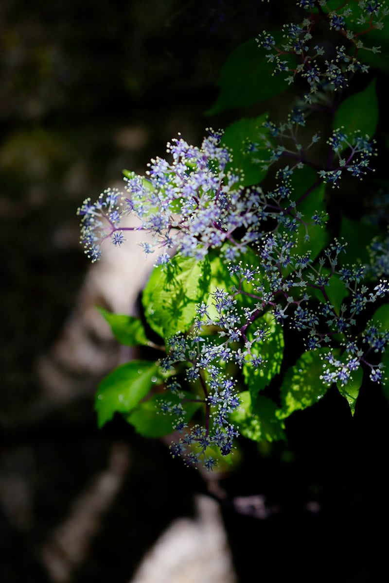魅惑の山紫陽花と その花のディテールの美しさ 魅惑の山紫陽花と その花のディテールの美しさ