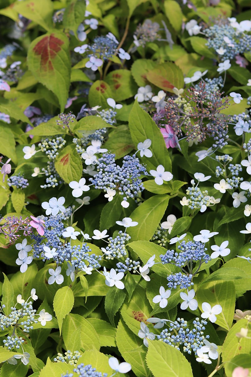 山紫陽花のひろば 山紫陽花のひろば