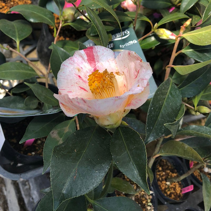 椿の花びらを考察し ブローチをつくる試み