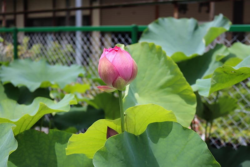 蓮の植え替え 210鉢 蓮の植え替え 210鉢