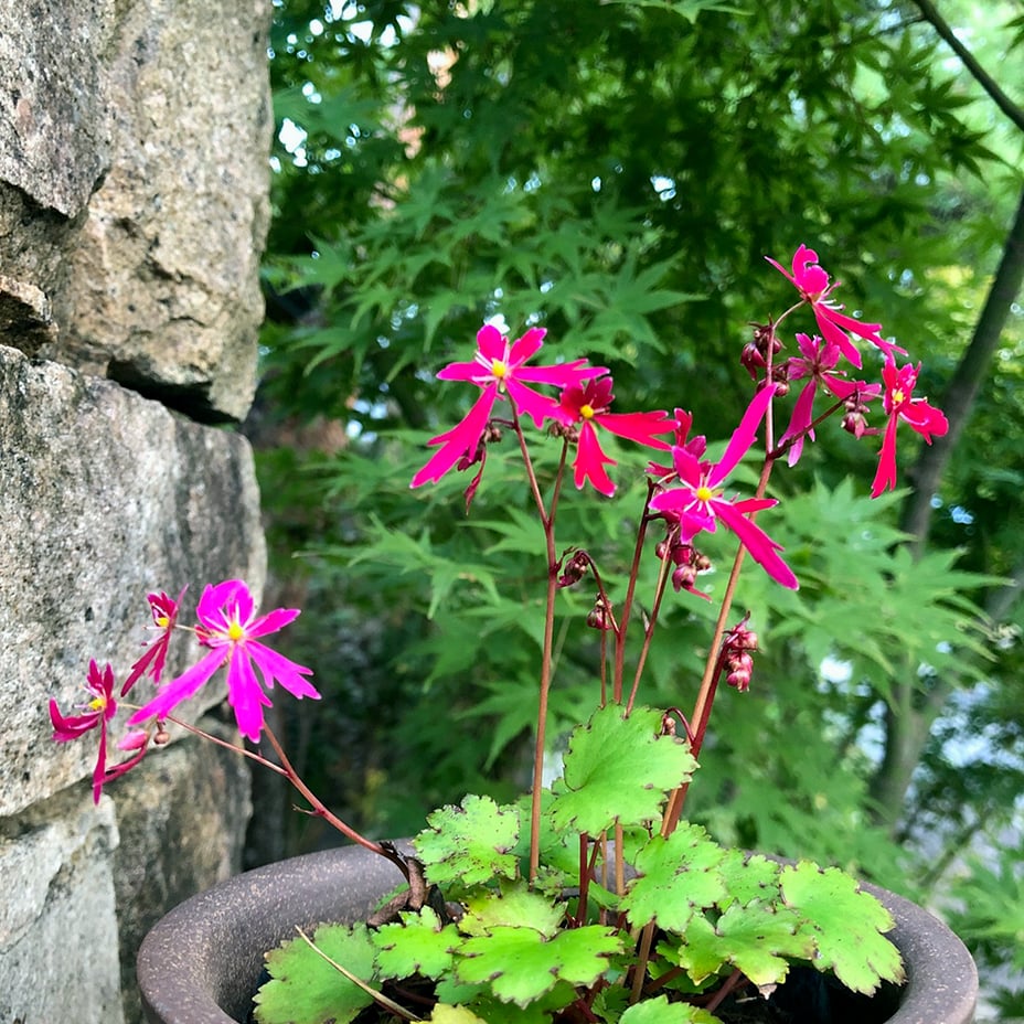 造園 山野草 大文字草 秋の野草