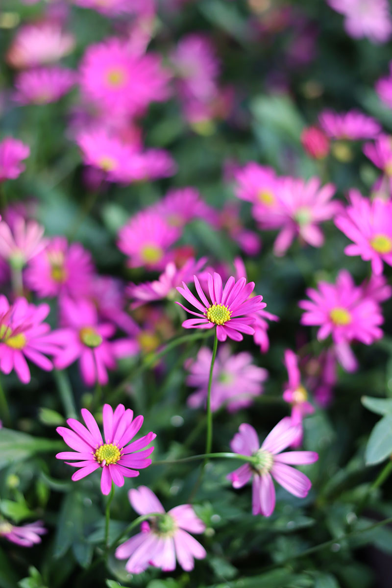 キク大事典 農文協／編　菊　花 キク｜季節の花めぐり｜読みもの｜サカタのタネ 家庭菜園・園芸