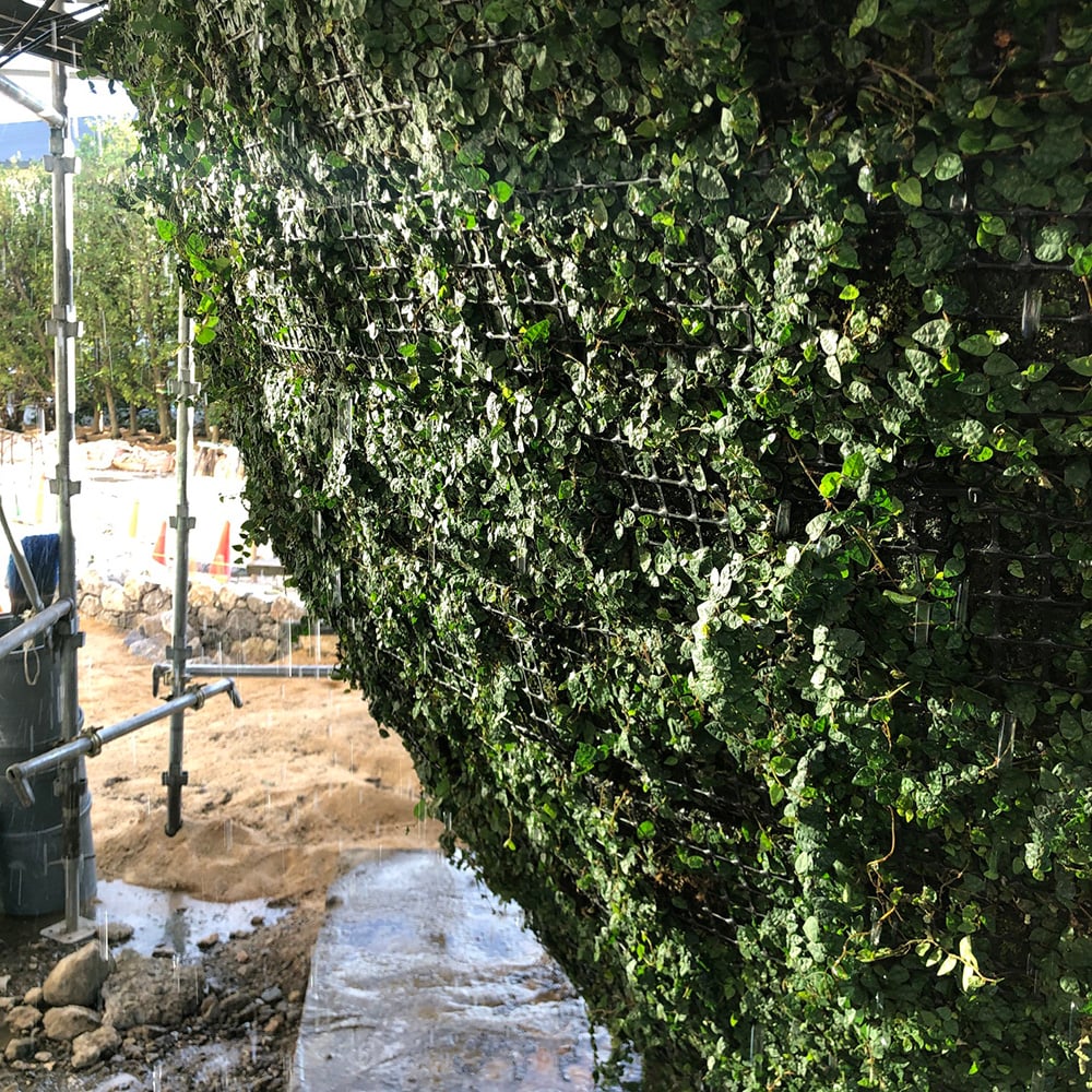 壁面緑化 お庭づくり 店舗 ヒメイタビ 自動散水