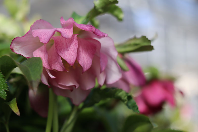 八重咲きクリスマスローズ