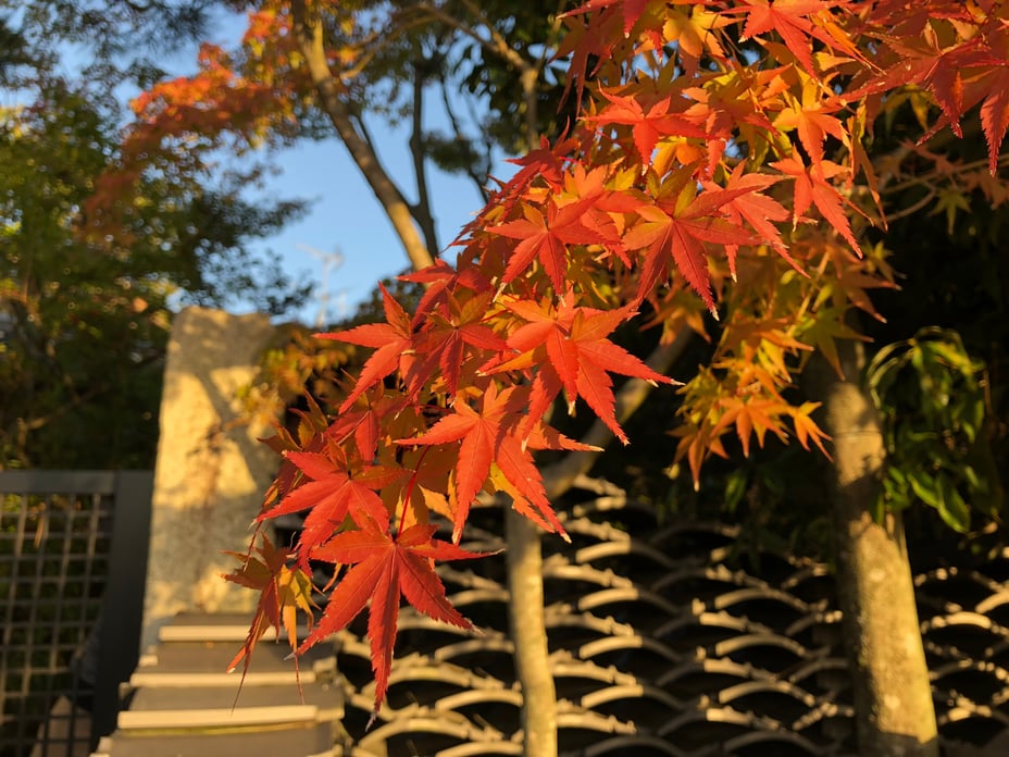 写真 2018-10-25 6 51 10