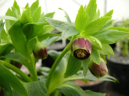 「Helleborus vesicarius」の画像検索結果