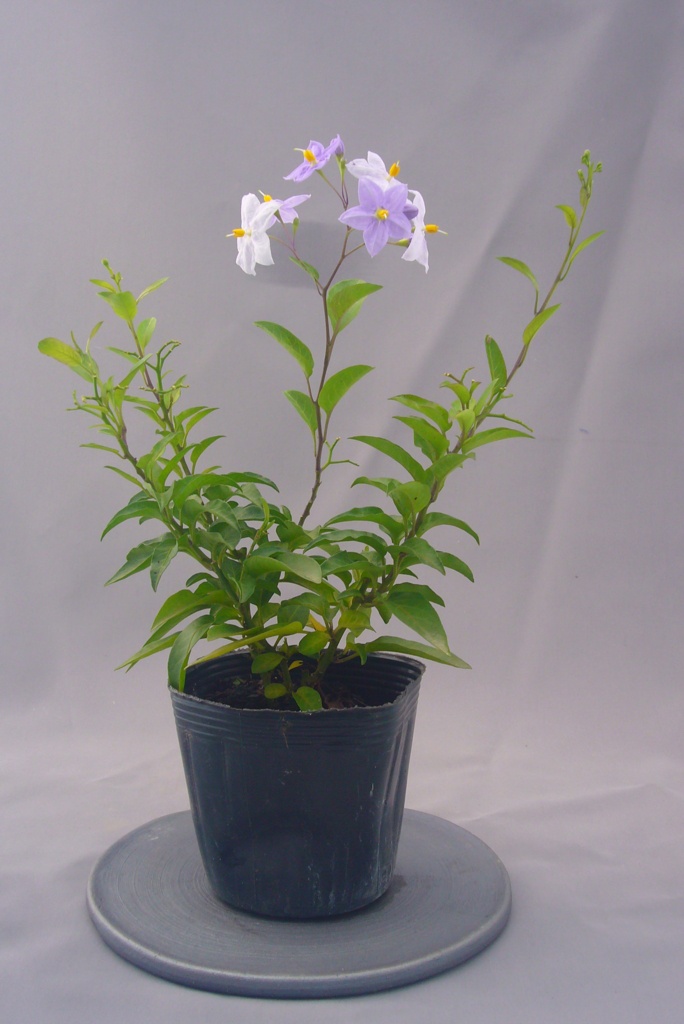 ガーデニング、山野草の初心者におススメ この秋見ごろのお花（2015年