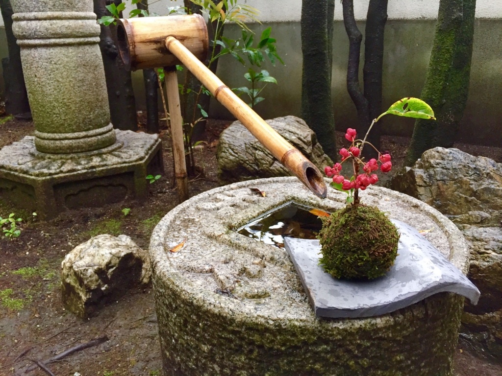まる〜いコケと草花が織りなす不思議な魅力。山野草で苔玉をつくって