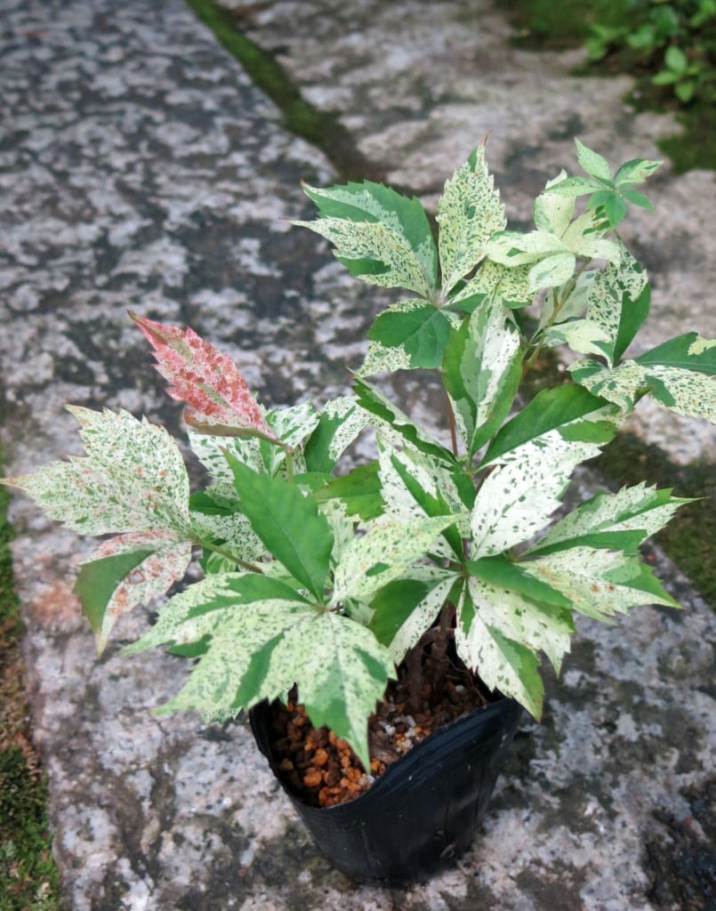 白斑センボンヤリ レアプランツ/珍しい植物/山野草/斑入り/古典園芸/盆栽/ - 鉢植え