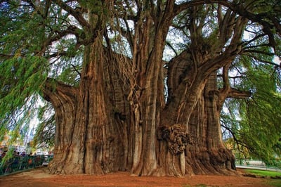 世界一の植物たちを集めました 世界で最も な植物たち8選