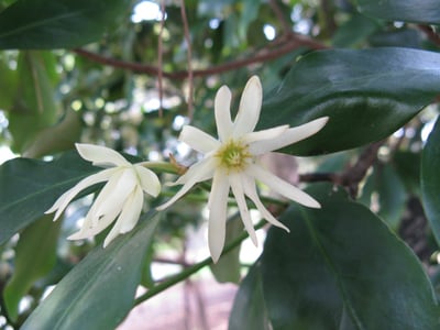 お盆の供花はこれで決まり お盆に所縁のある植物8選 お盆の供花はこれで決まり お盆に所縁のある植物8選
