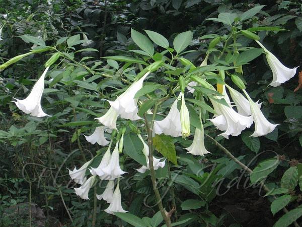 毒花 有毒植物（毒草） | かぎけん花図鑑