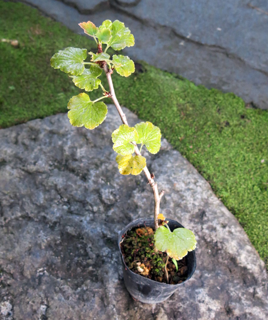 ☆新商品入荷☆天に花咲く特異で希少な山野草「ヤシャビシャク」など