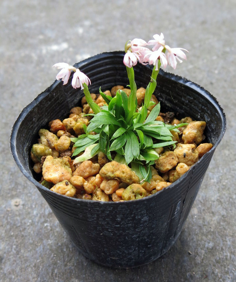 ☆新商品入荷☆山野草好きが好むクリスマスローズ「デュメトルム」など