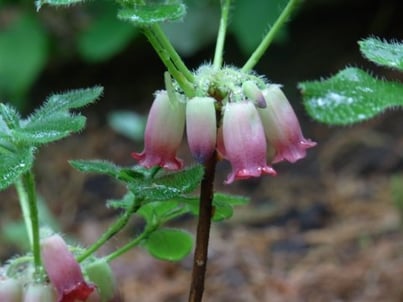 新商品入荷 釣鐘状の色鮮やかな花が咲く ハコネツリガネツツジ など 新商品入荷 釣鐘状の色鮮やかな花が咲く ハコネツリガネツツジ など