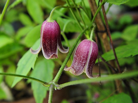 本当に同じ花！？クレマチスの主な系統別種類まとめ！