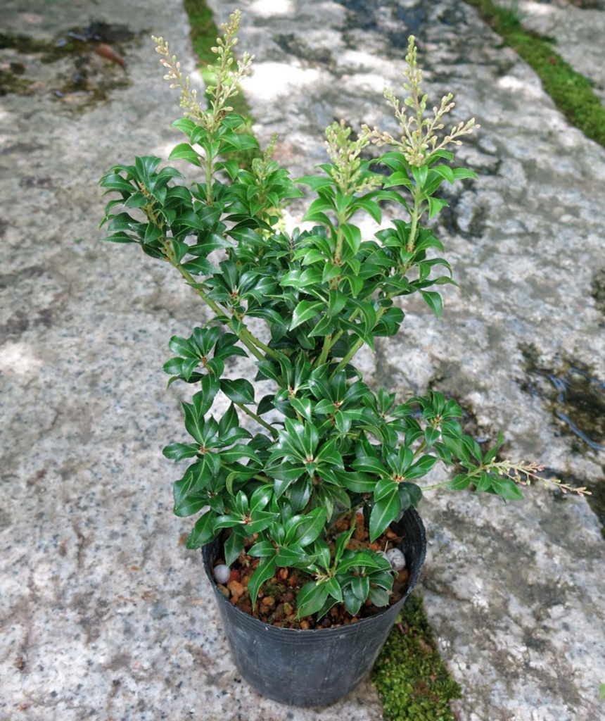 ☆新商品入荷☆味は苦いが花は美しい山野草「センブリ」など