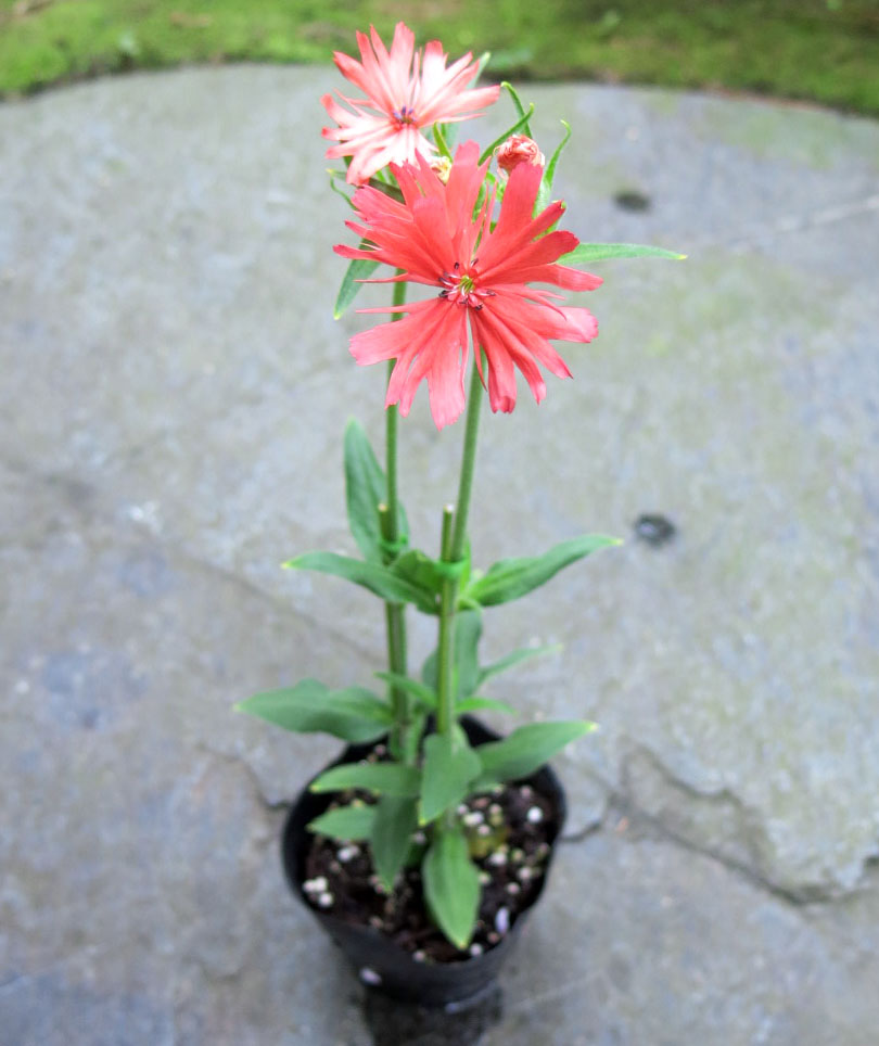 ☆新商品入荷☆目の冴える紅色。幻の花「センノウゲ」など