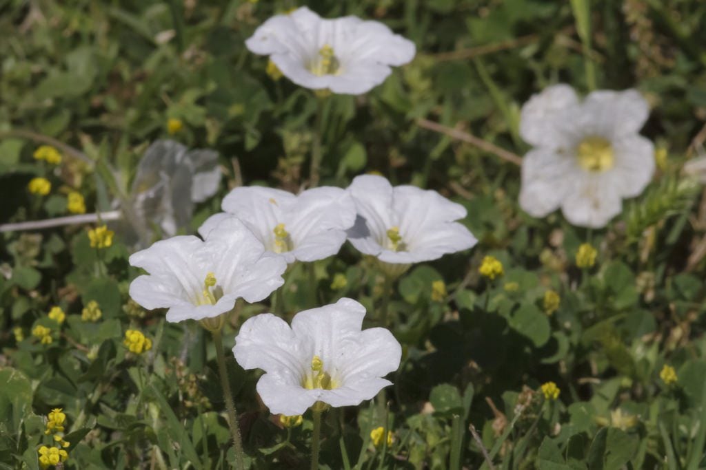 初夏を彩る山野草8選