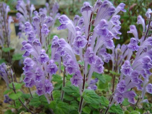 初夏を彩る山野草8選