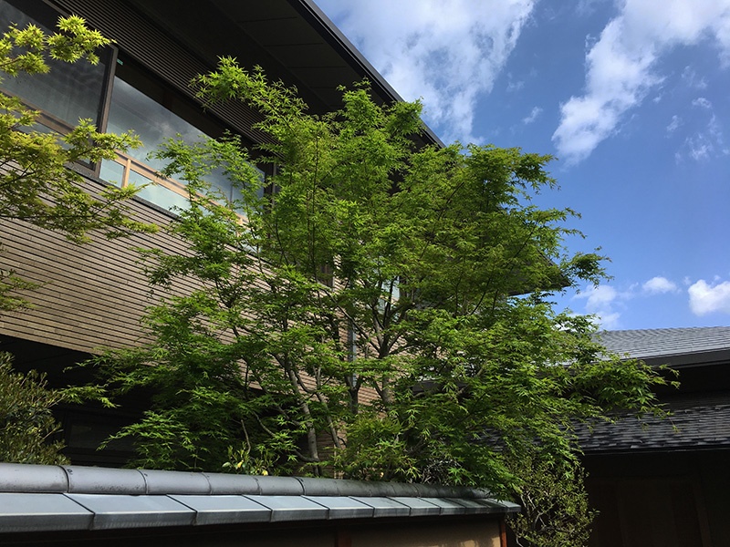 表千家