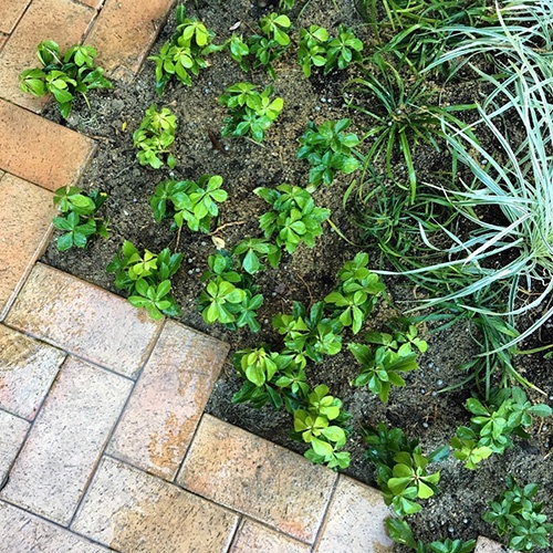 モミの木を植えよう! モミの木を植えよう!