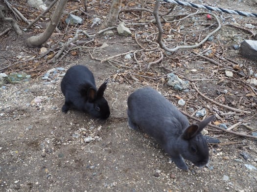 うさぎと廃墟の楽園 大久野島へ行ってきました うさぎと廃墟の楽園 大久野島へ行ってきました