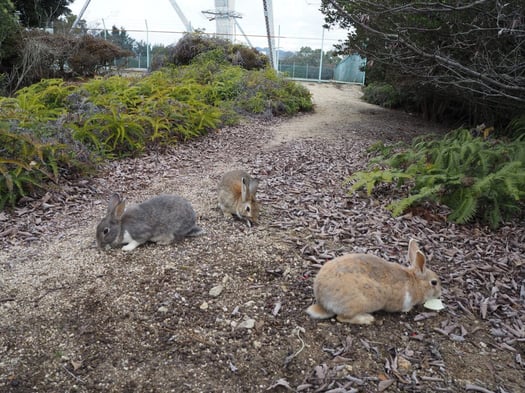 うさぎと廃墟の楽園 大久野島へ行ってきました うさぎと廃墟の楽園 大久野島へ行ってきました
