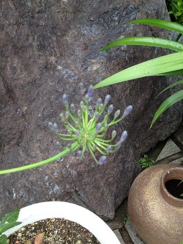 agapanthus_20130627.JPG