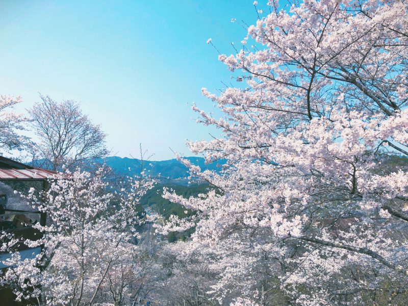 さくらふぶきページ rkn-7902.jpg