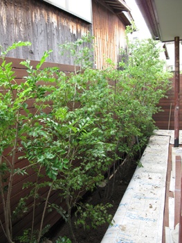 i_kyoto_201106213.jpg