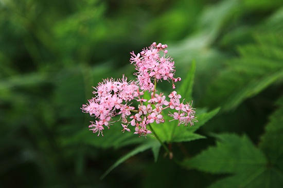 初夏を彩る山野草8選