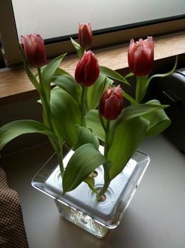 tulip_20100303.jpg