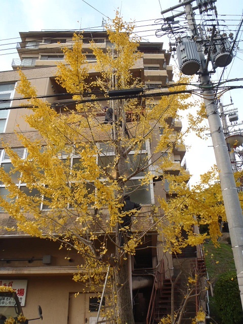 y_20121122-2.jpg