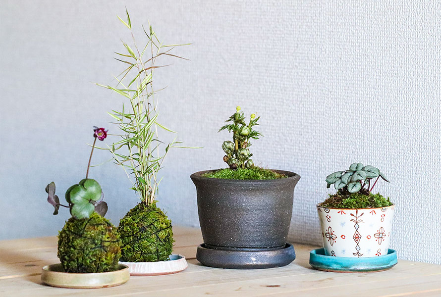 鉢皿にフォーカス！ 山野草をより美しく！