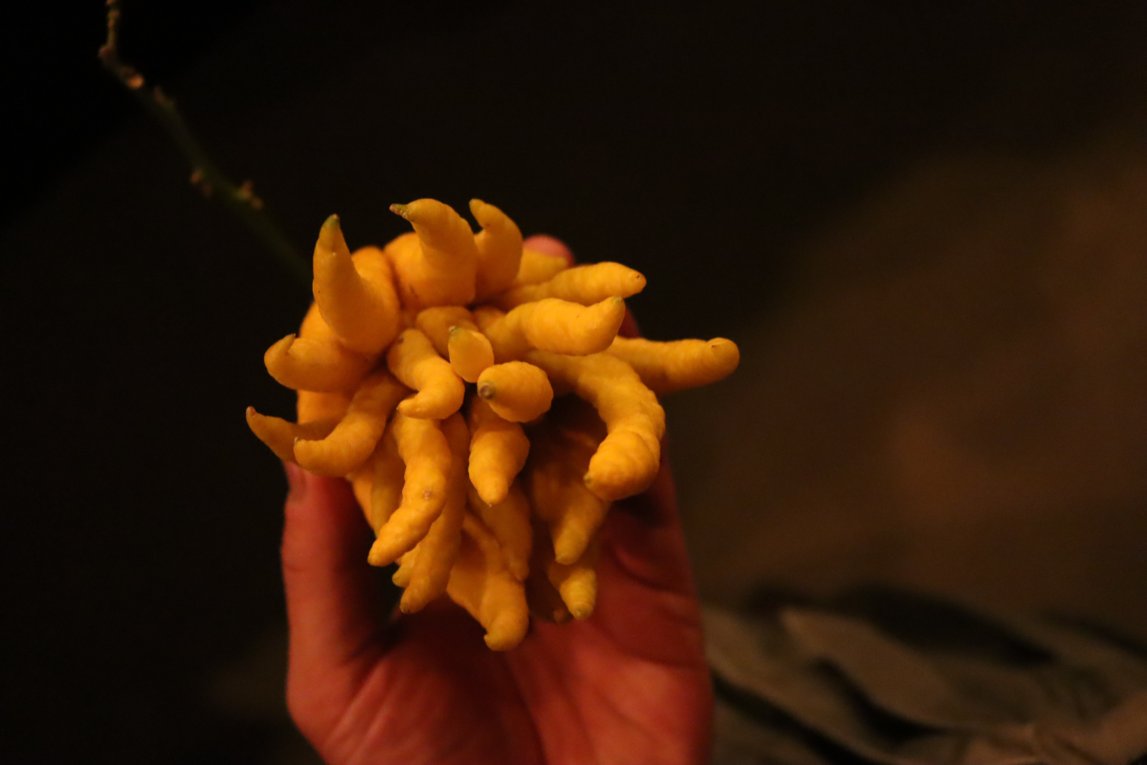 星の数だけ、仏手柑