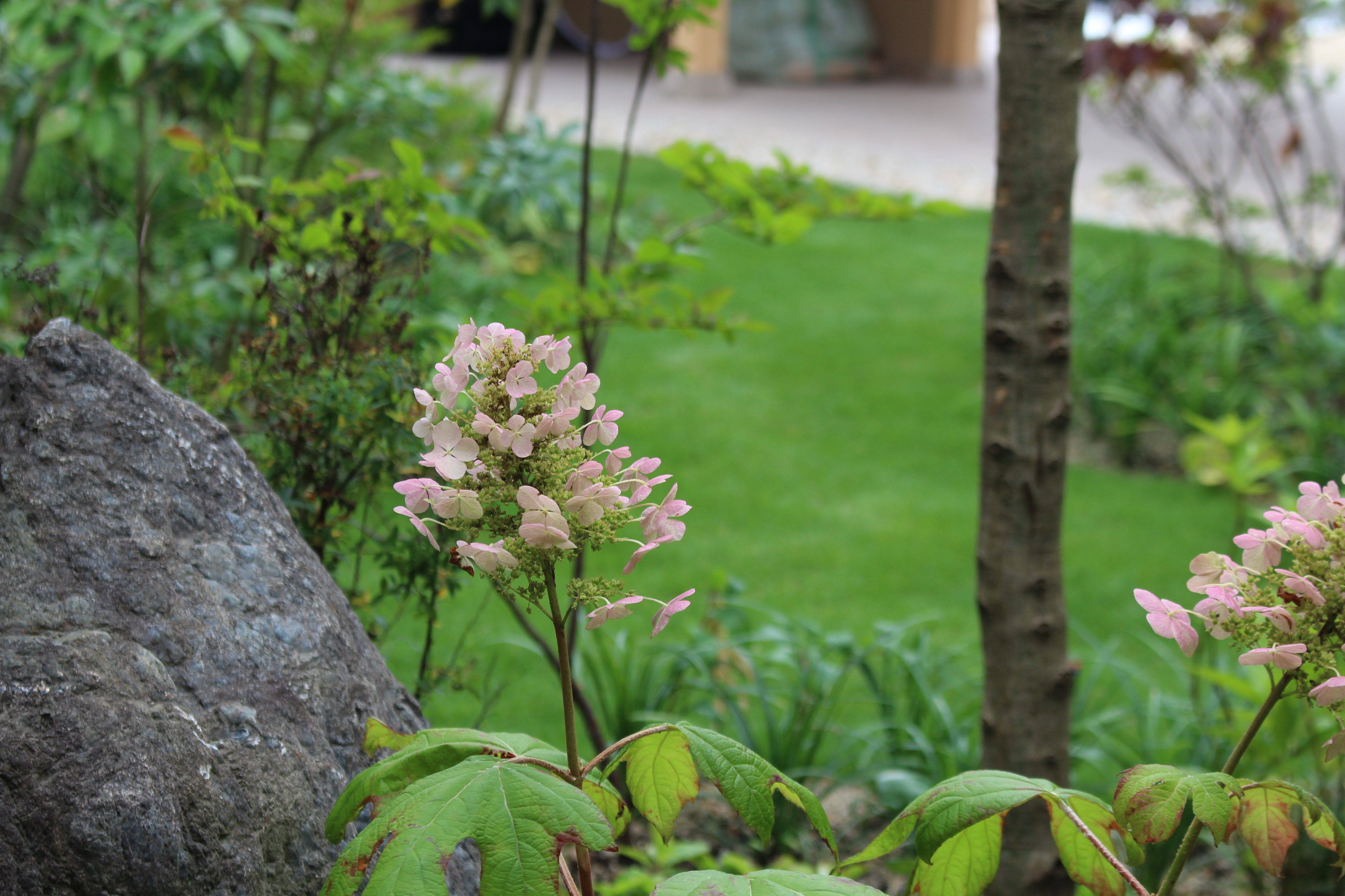 鮮やかな緑の絨毯