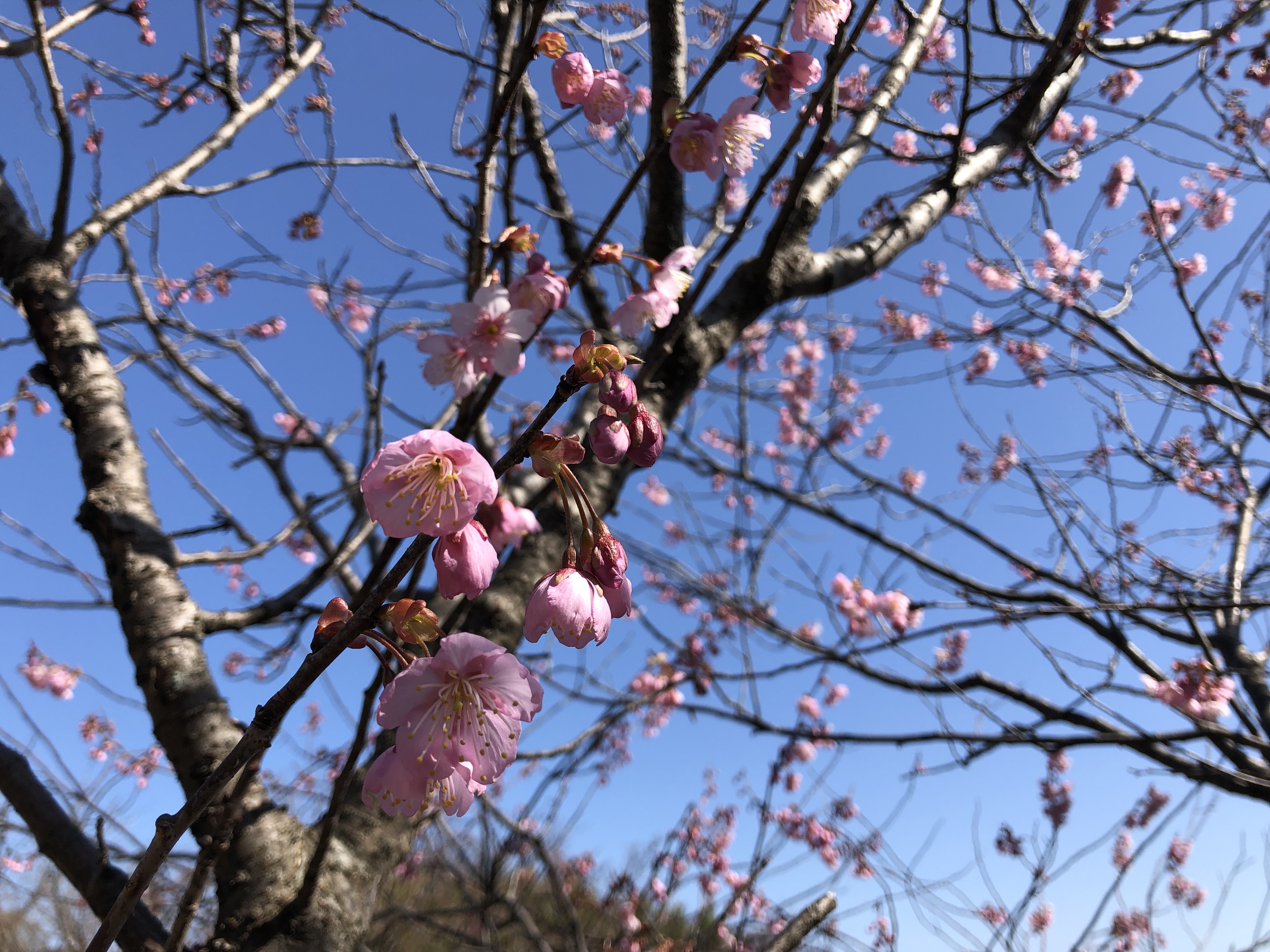 春のはじまりと 新しい工事と