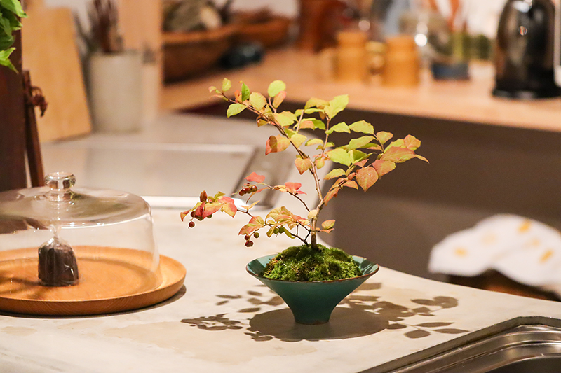 郡上八幡にて、山野草の展示スタート！
