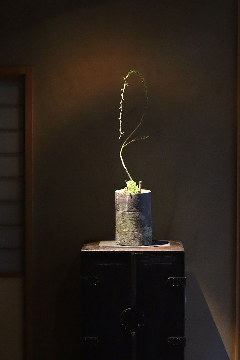 みたての花