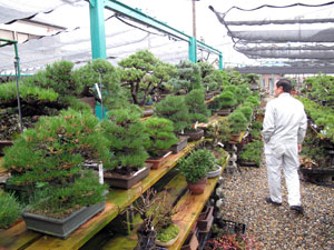 bonsai_20081222.jpg