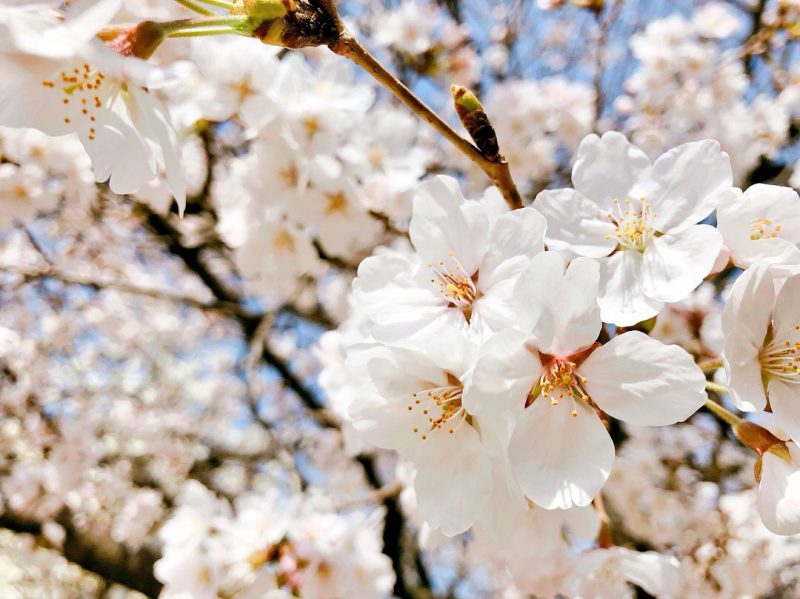 さくらふぶきの下を ふららと歩けば